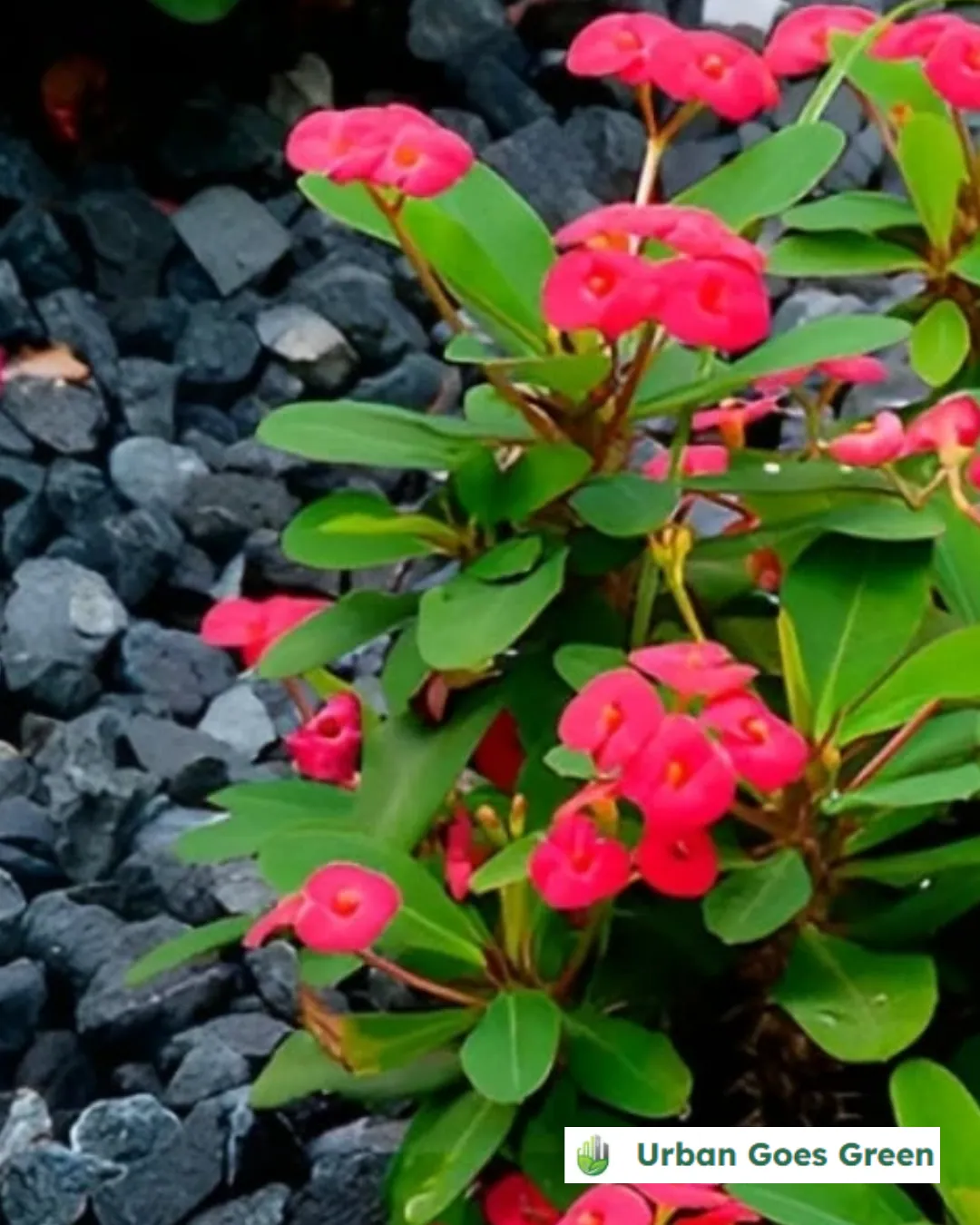 Crown of Thorns (Euphorbia milii) growing in the Philippines
