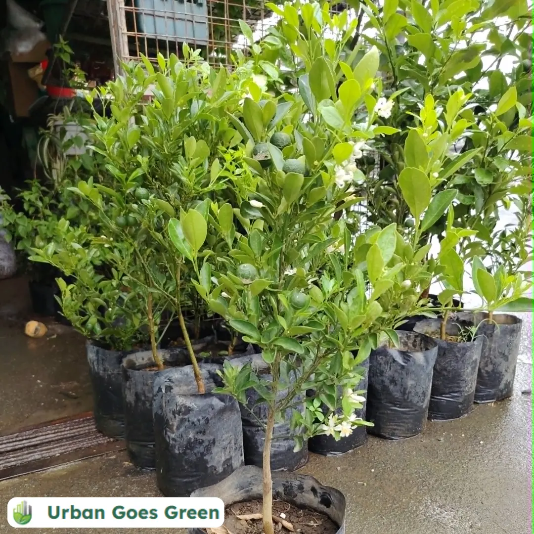 A potted calamansi plant at our Cubao branch