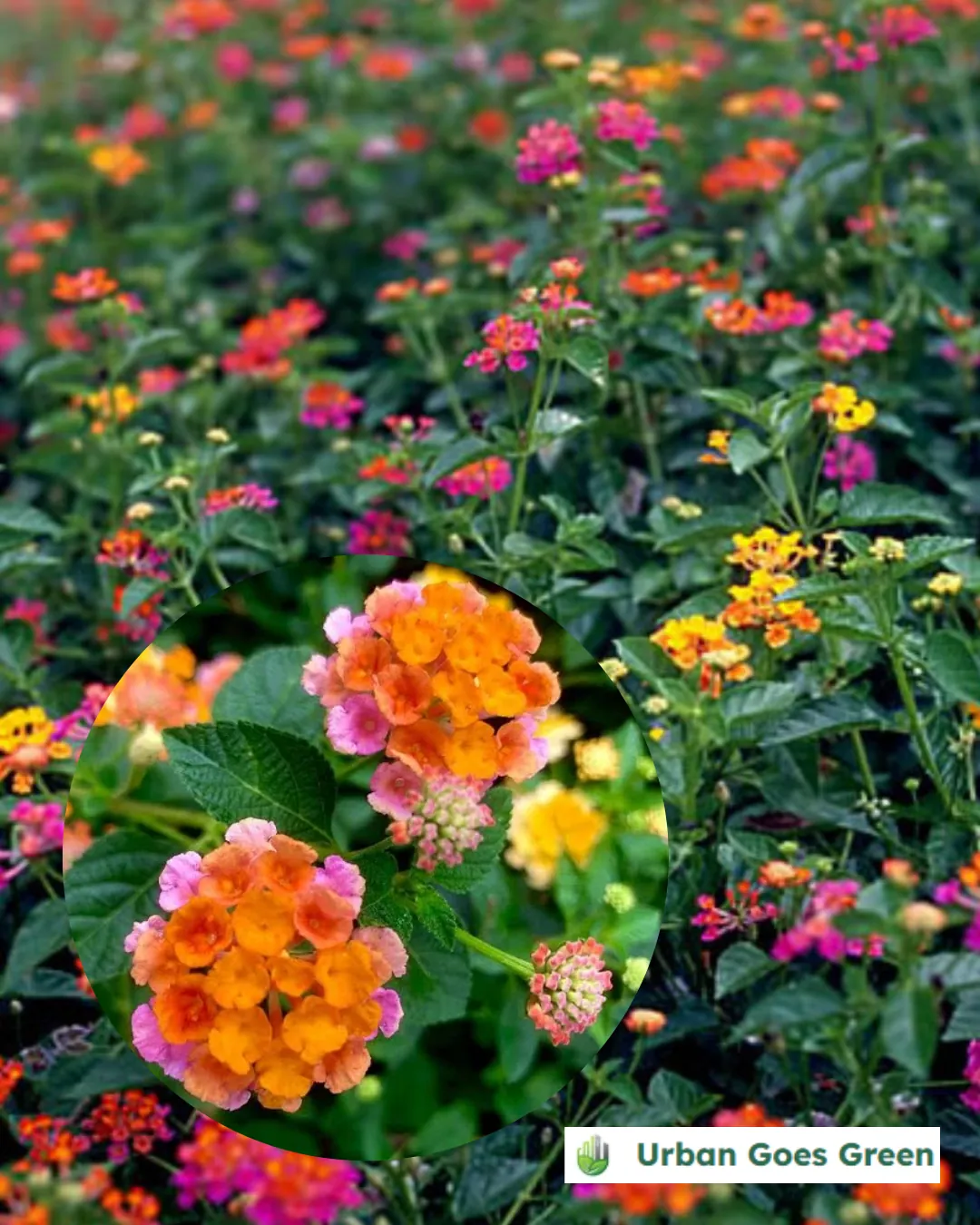 Lantana (Lantana camara) growing in the Philippines