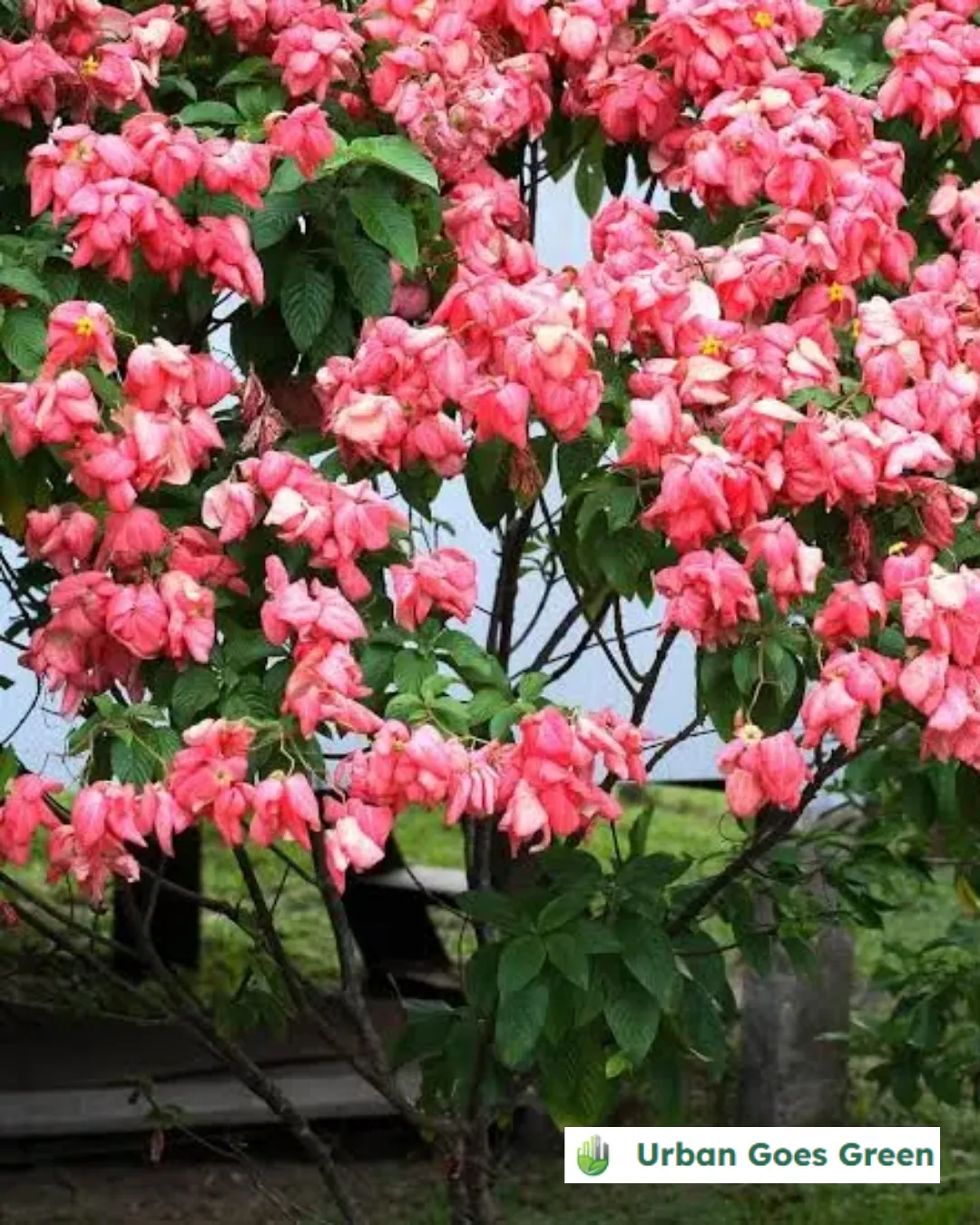 Mussaenda growing in the Philippines