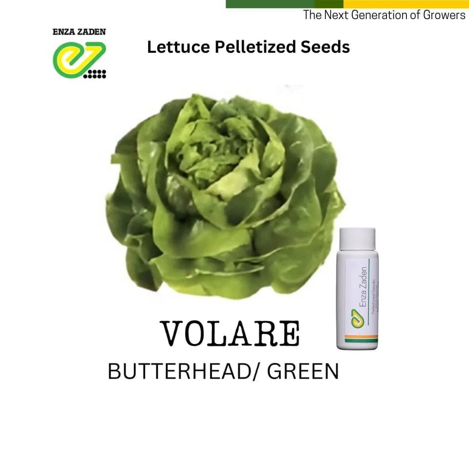 Volare from NutriHydro