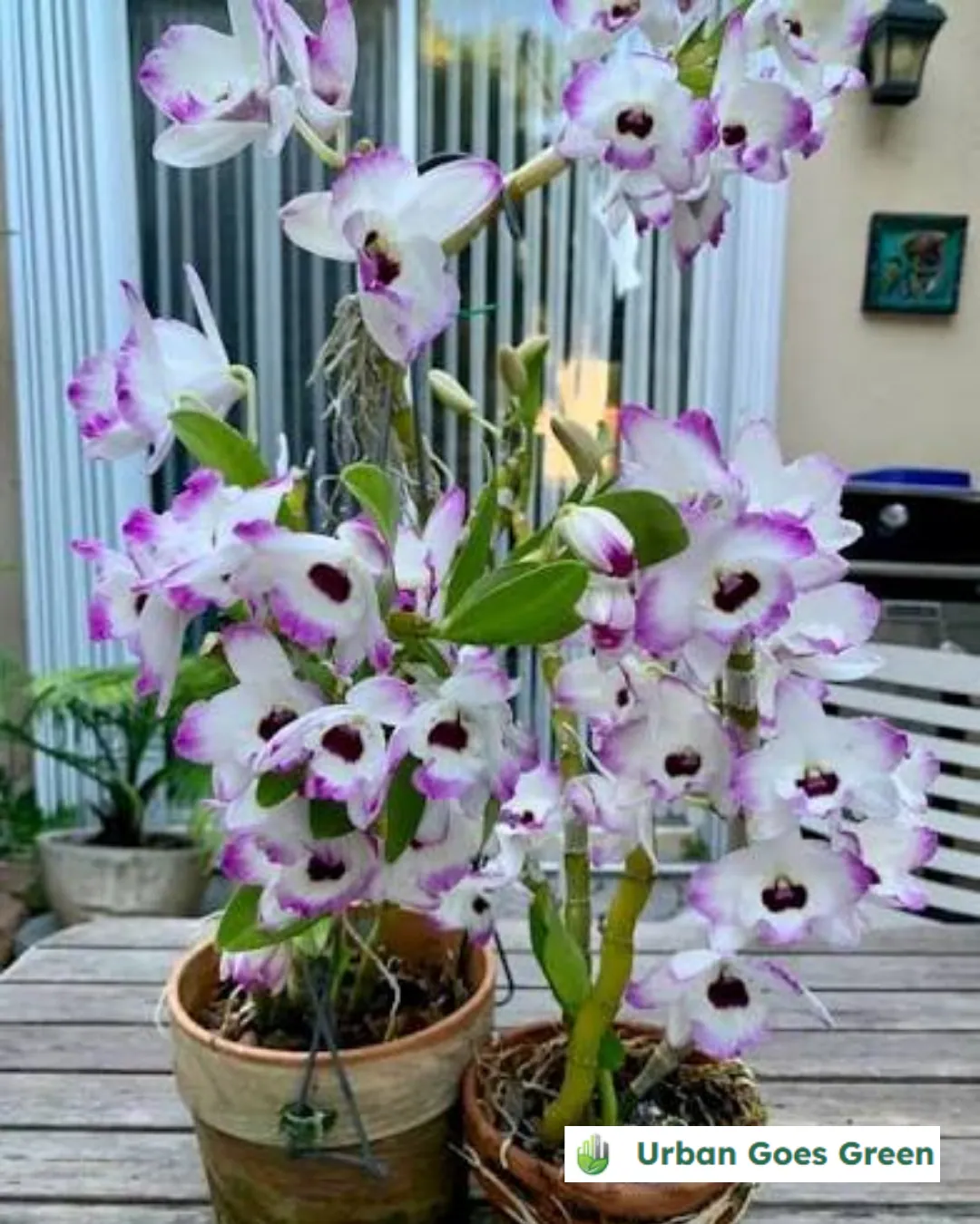 Orchid (Dendrobium) growing in the Philippines