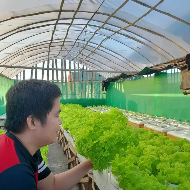 Joemar at his rooftop lettuce farm